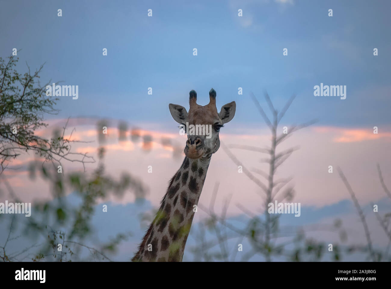 South African Giraffe (Giraffa Giraffe Giraffa) Stockfoto