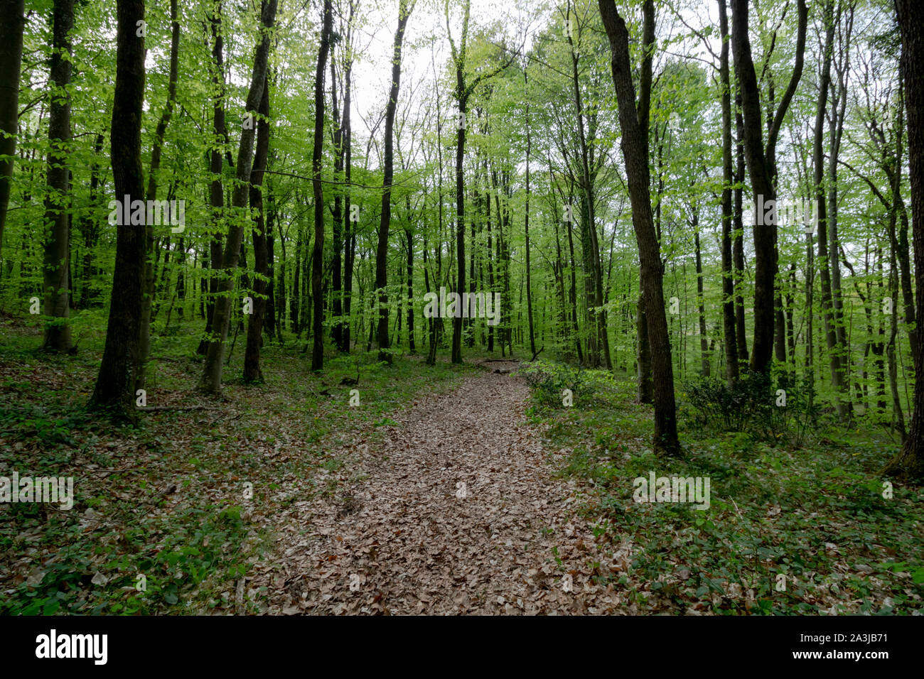 Weg im Wald Stockfoto