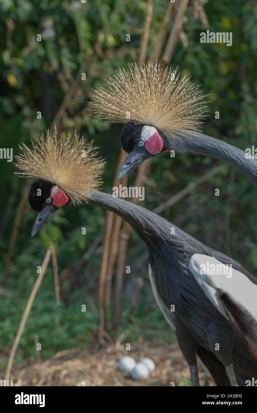 Schwarz, Schwarz-necked oder Westafrikanischen gekrönt Kran (Balearica pavonina s.). Nach Paar, stehend, mit ausgestrecktem Hals und Kopf. In der Nähe von Rechts männlich, weiblich. Stockfoto