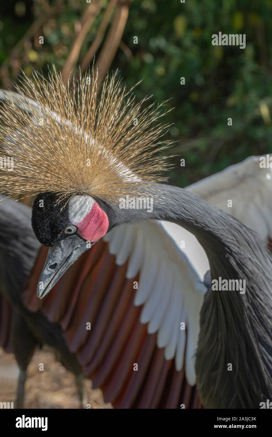 Schwarz, Schwarz-necked oder Westafrikanischen gekrönt Kran (Balearica pavonina s.). Erwachsene männliche, stehend, mit ausgestrecktem Hals und Kopf erreichen für eine bessere vie Stockfoto