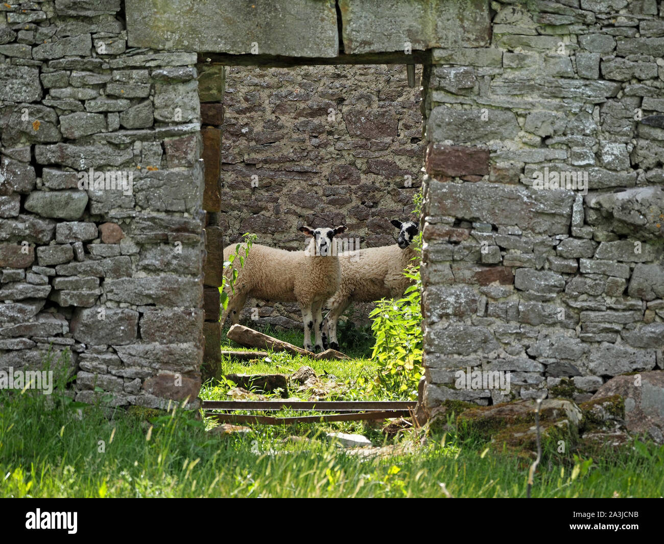 2 Lämmer, Vegetation & Schutz in ruiniert überwachsen Scheune durch die offene Tür mit Gecrackten türsturz Blick auf Kamera in Cumbria, England, UK gerahmt Stockfoto