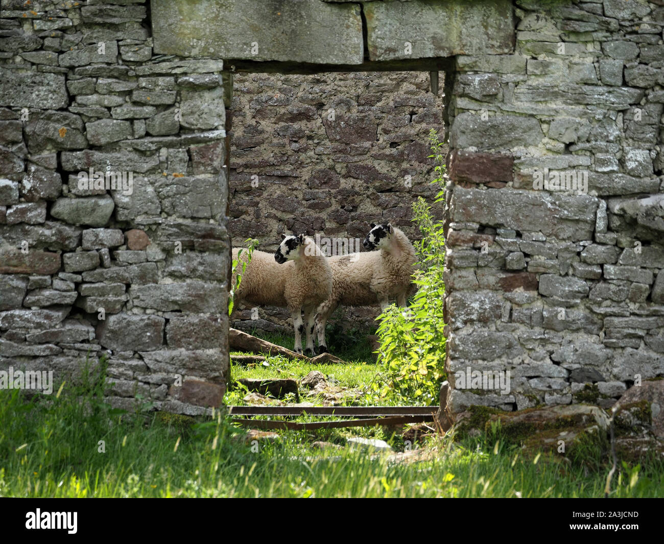 2 Lämmer, Vegetation & Schutz in ruiniert überwachsen Scheune durch die offene Tür mit Gecrackten türsturz Blick seitwärts in Cumbria, England, UK gerahmt Stockfoto