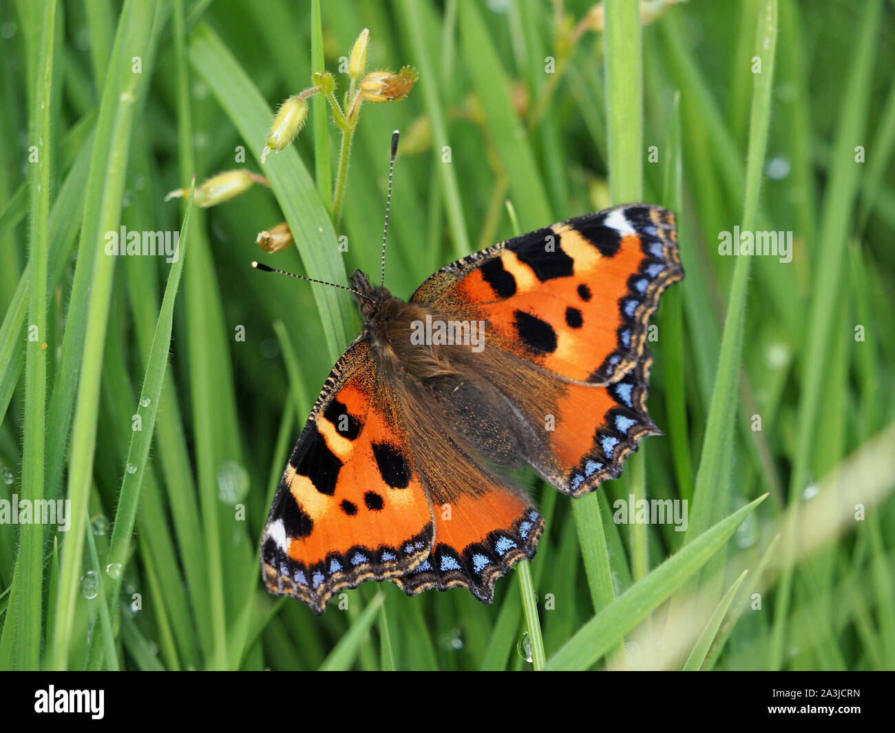 Schmetterling kleiner Fuchs (Nymphalis urticae) mit blauen Flecken am Flügel und gesperrt Antennen in feuchtes Gras in Cumbria, England, UK ruhen Stockfoto
