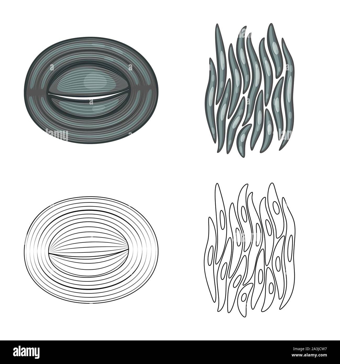 Vector Illustration der Faser und muskulös. Satz von Faser- und Körper vektor Illustration. Stock Vektor