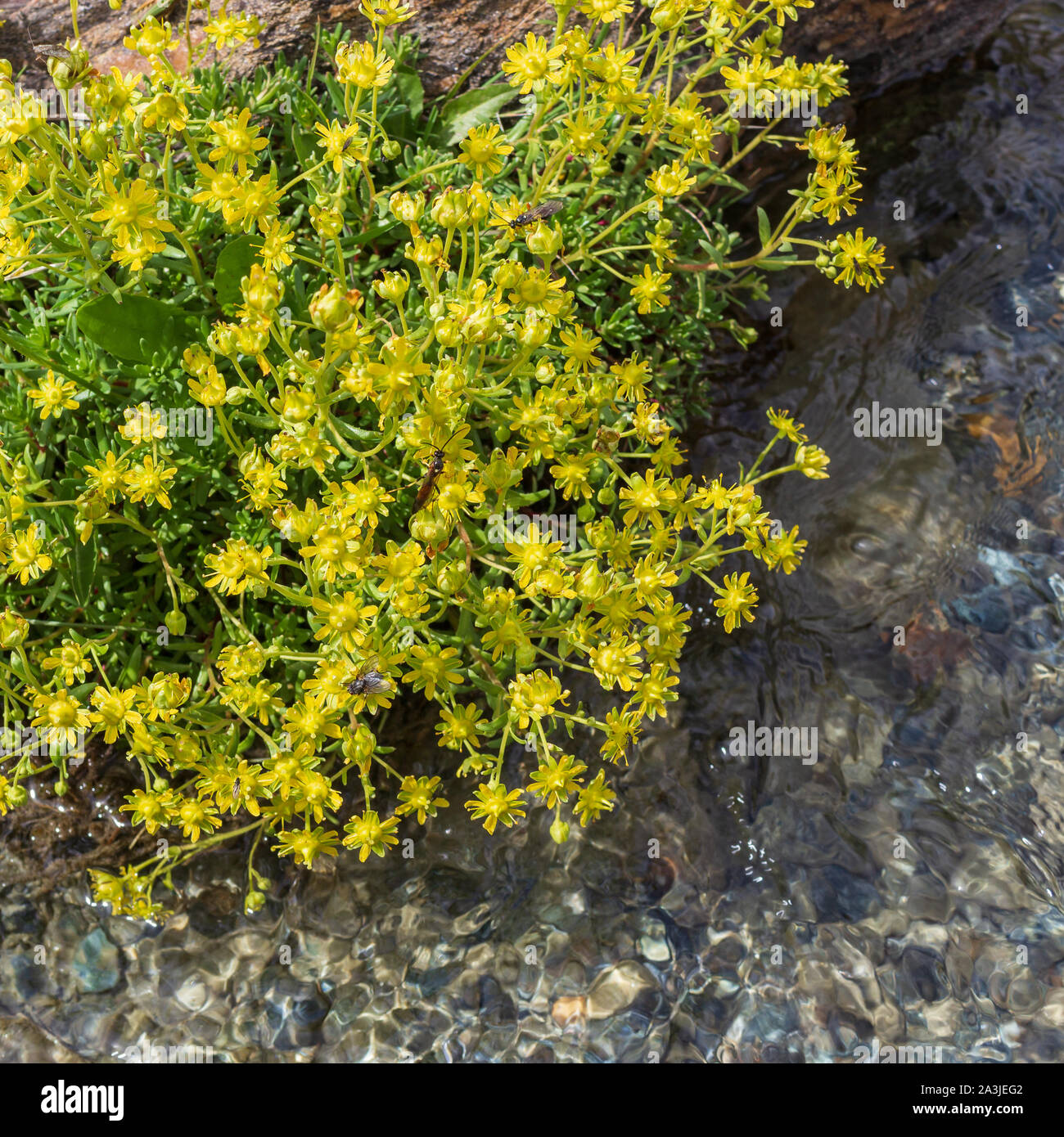 Alpine wilde Blume Saxifraga aizoides (gelb Steinbrech) in einem Bergbach. Cogne, Aostatal, Italien. Stockfoto