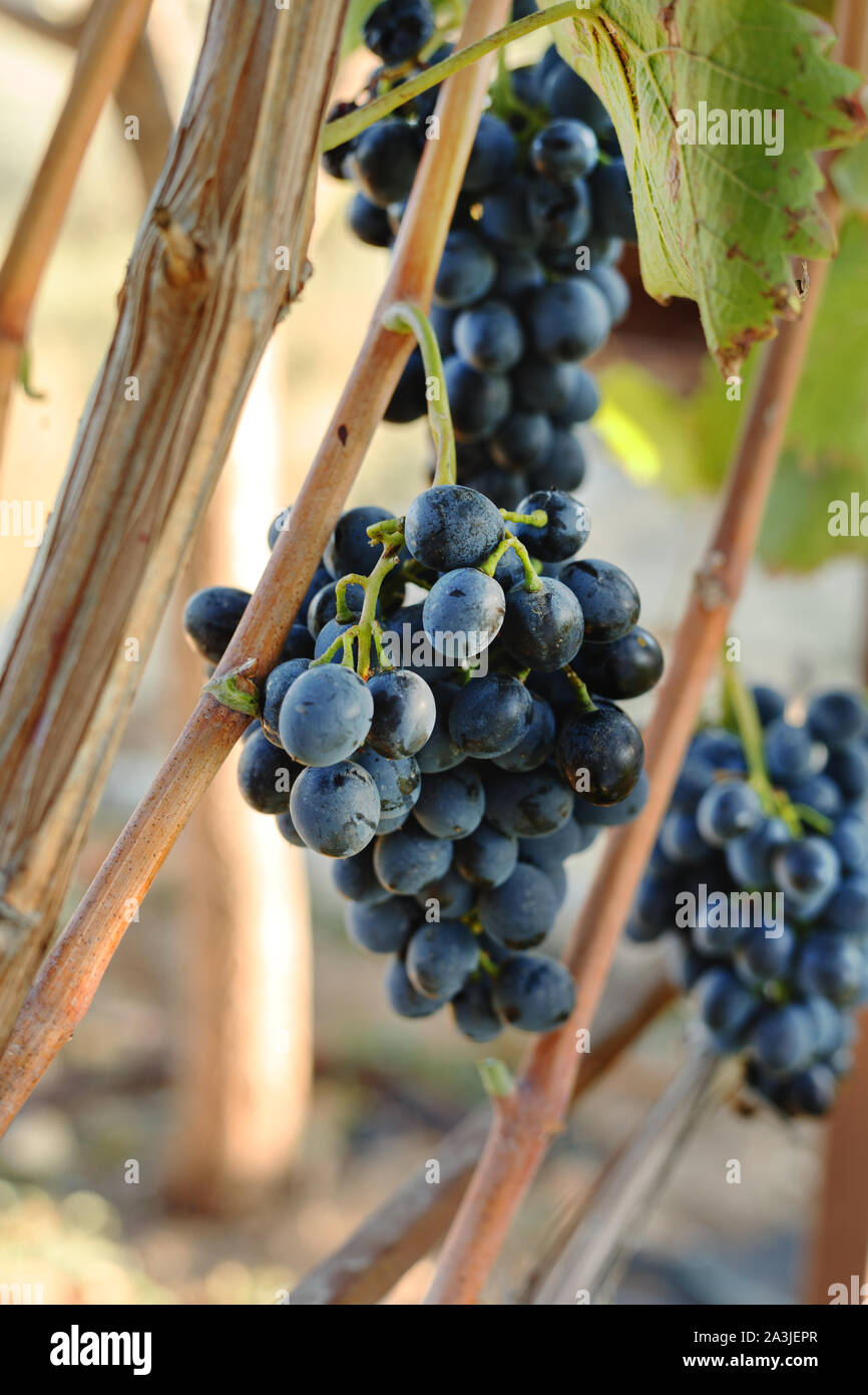 Schwarze Trauben Trauben in der weinlese Zeit für essen oder Wein. Cabernet Franc und Sauvignon, Grenache Trauben. Stockfoto Schwarze Trauben Trauben in der weinlese Zeit für essen oder Wein. Cabernet Franc und Sauvignon, Grenache Trauben. Stockfoto