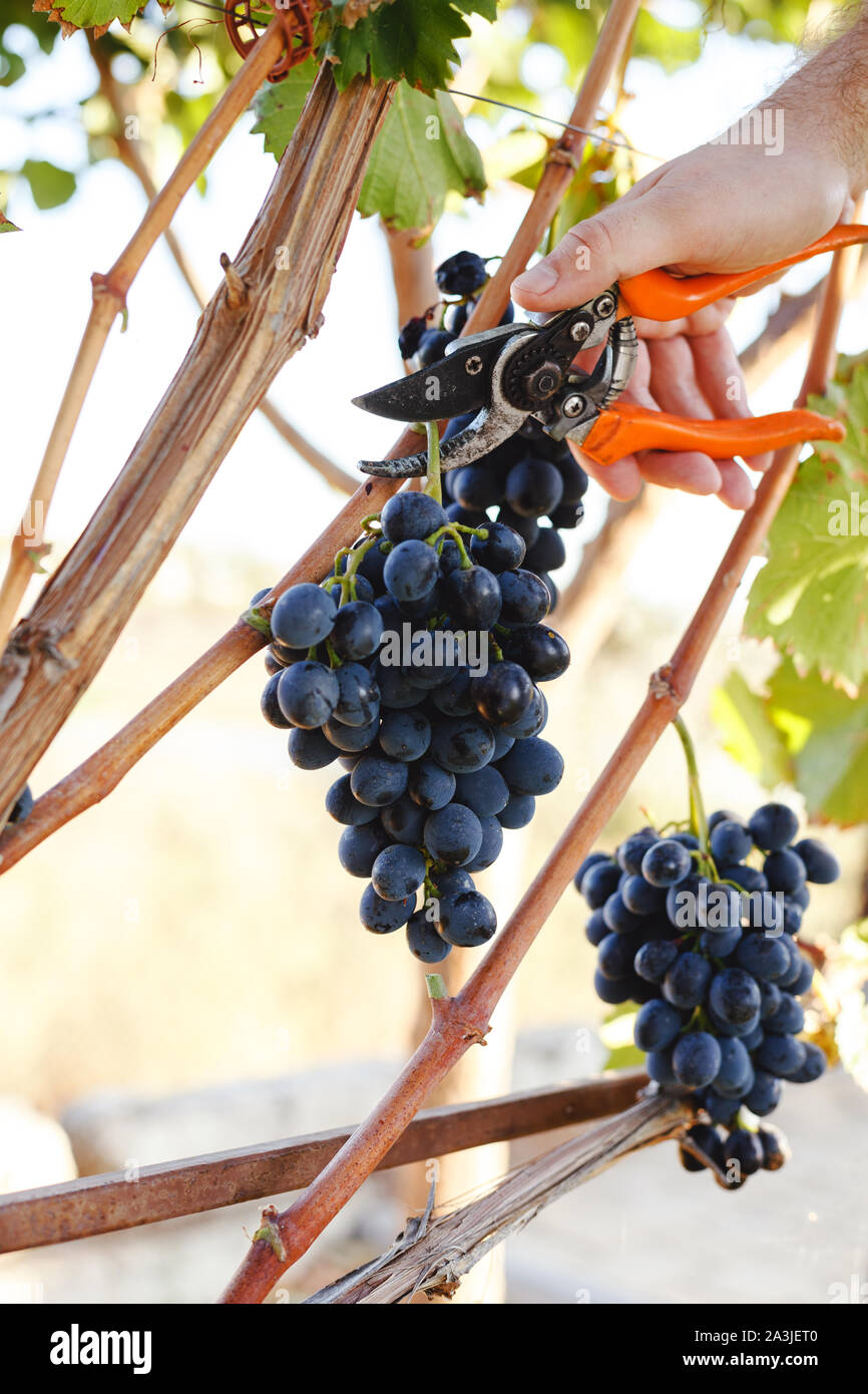 Hand mit einer Schere schneiden Trauben Trauben in der weinlese Zeit für essen oder Wein. Cabernet Franc und Sauvignon, Grenache Trauben. Stockfoto Hand mit einer Schere schneiden Trauben Trauben in der weinlese Zeit für essen oder Wein. Cabernet Franc und Sauvignon, Grenache Trauben. Stockfoto