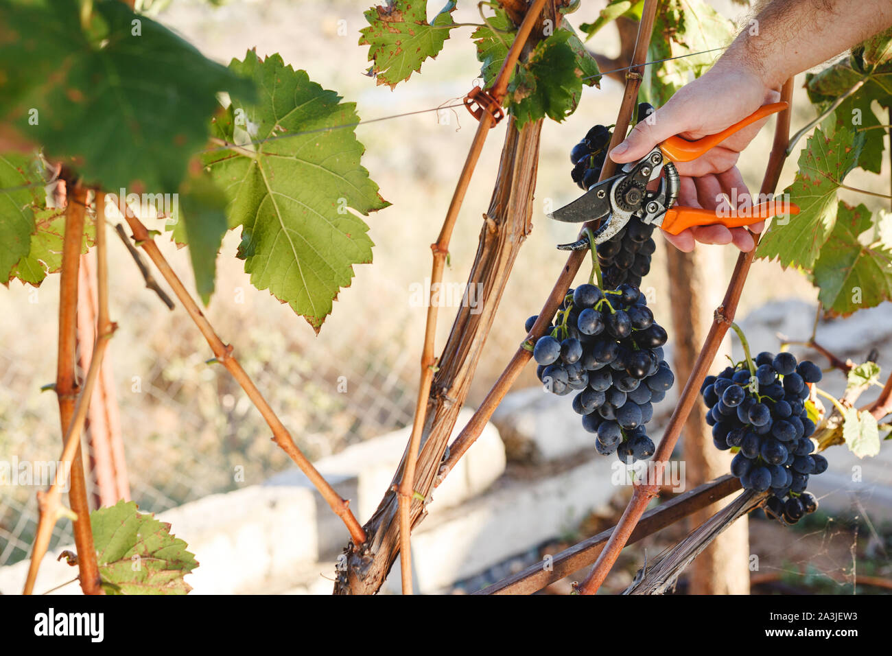 Hand mit einer Schere schneiden Trauben Trauben in der weinlese Zeit für essen oder Wein. Cabernet Franc und Sauvignon, Grenache Trauben. Stockfoto Hand mit einer Schere schneiden Trauben Trauben in der weinlese Zeit für essen oder Wein. Cabernet Franc und Sauvignon, Grenache Trauben. Stockfoto