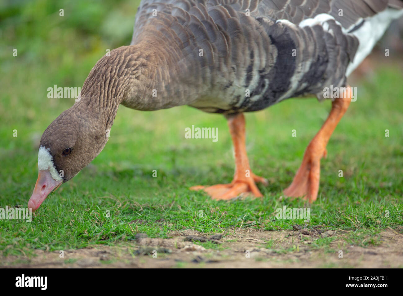 Mehr white-fronted goose (Anser Albifrons). Die beweidung. Stockfoto