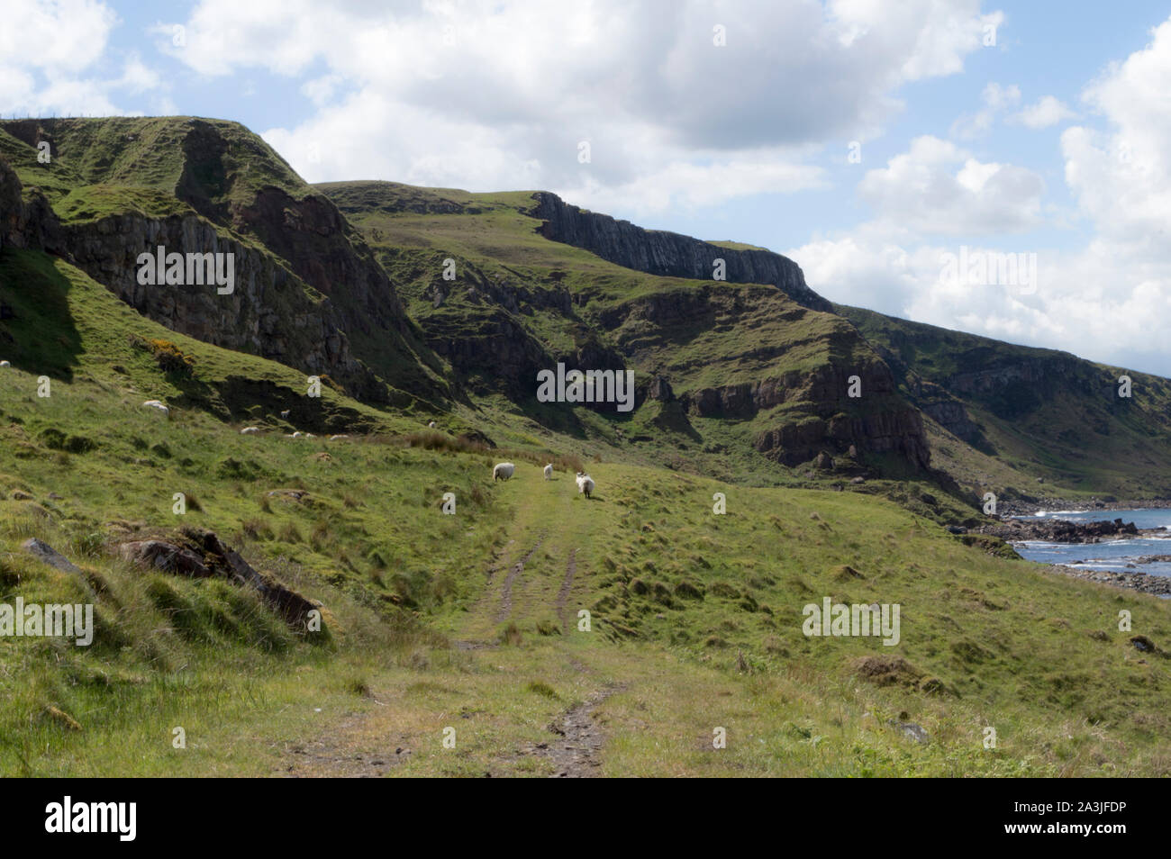 Schafe auf dem Küstenweg, Nordküste, County Antrim, Nordirland Stockfoto