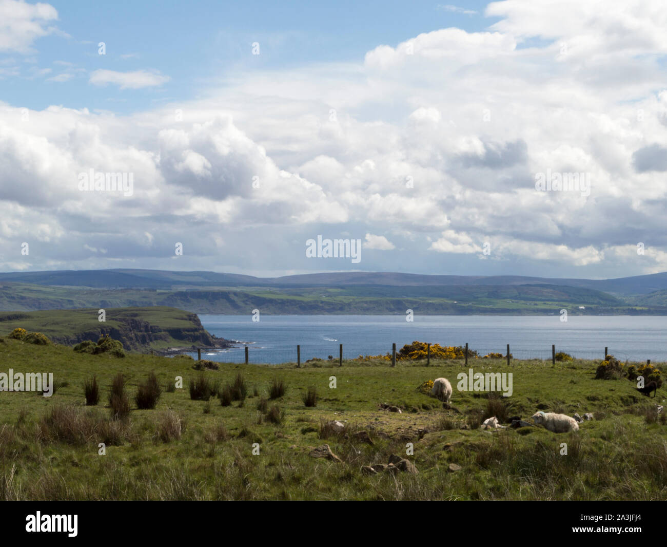 Schafe auf rathlin Island, im Norden Irlands Küste im Hintergrund Stockfoto