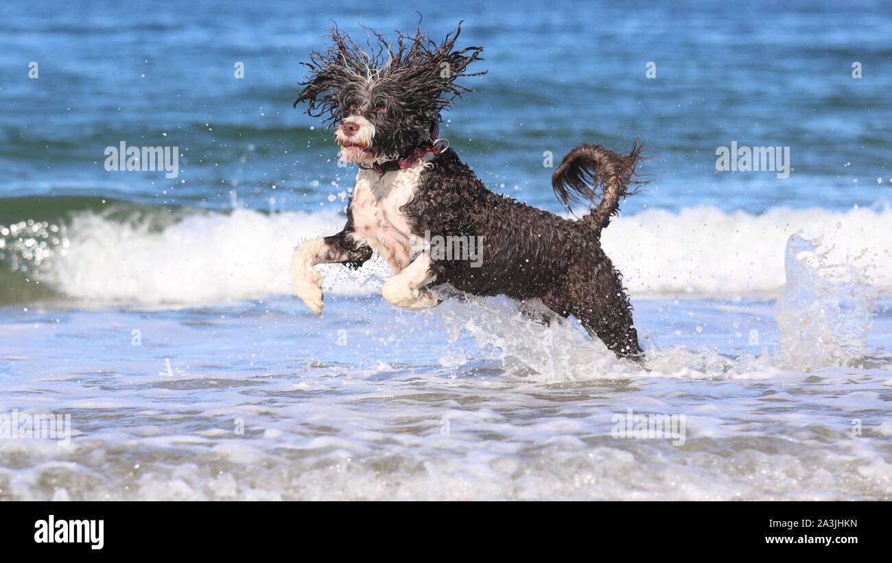 Ein portugiesischer Wasser Hund genießen, laufen, spielen und plantschen im Meer. Stockfoto