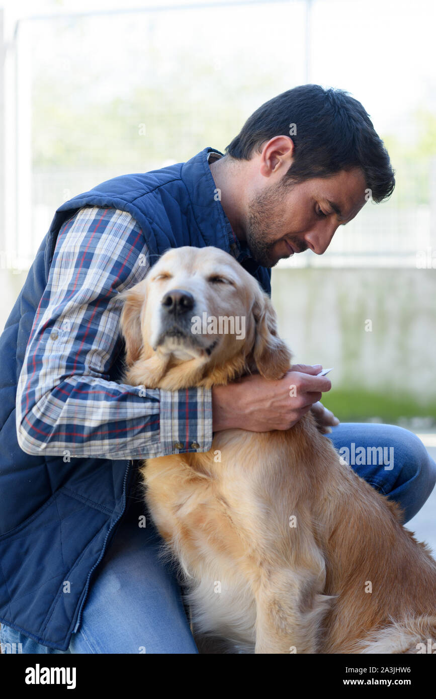 Männliche Tierarzt Chirurg Prüfung Golden Retriever Stockfoto