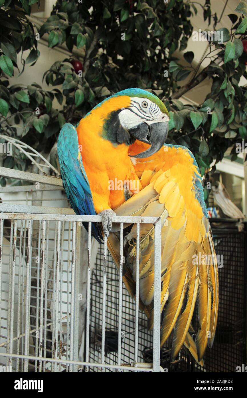 Gesprächigen Papagei bei Rest Stop in Kalifornien Stockfoto