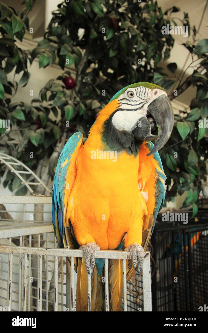 Gesprächigen Papagei bei Rest Stop in Kalifornien Stockfoto