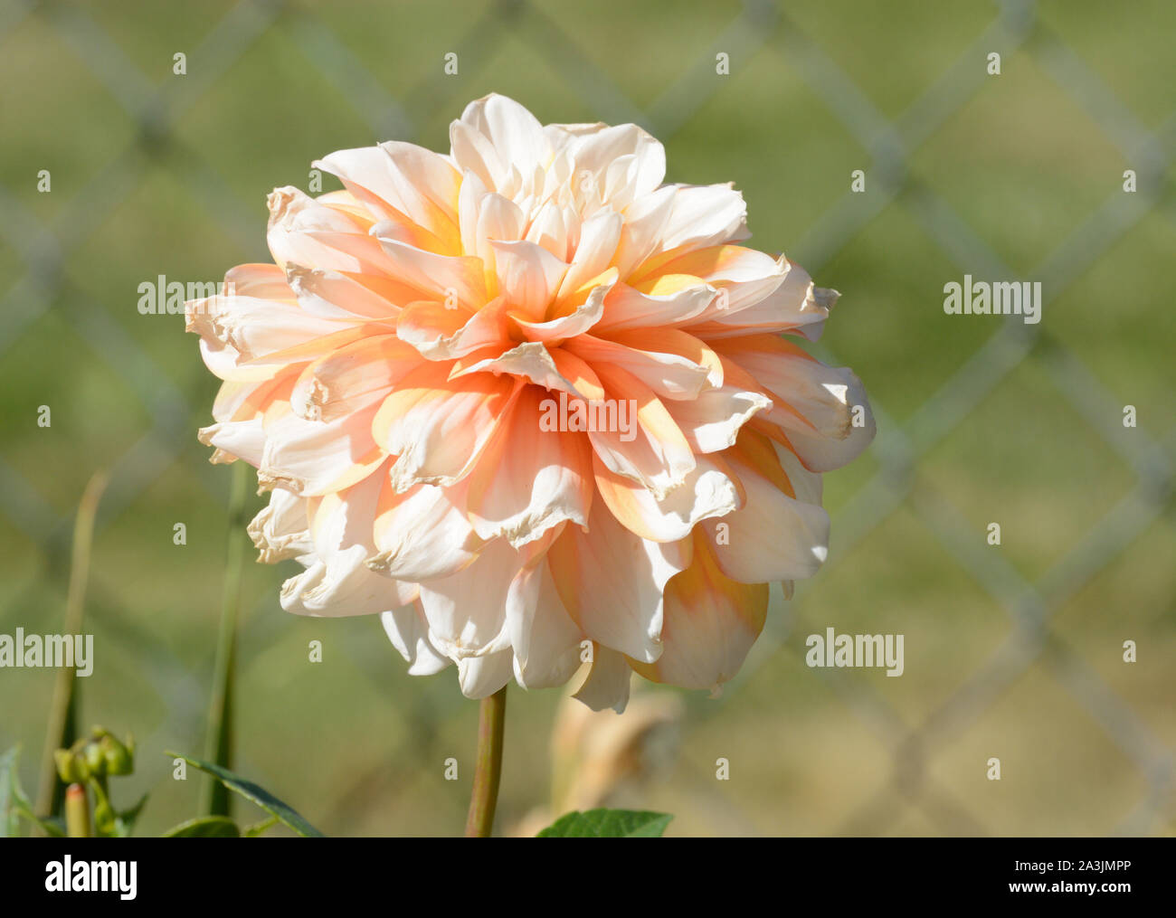 Pfirsichfarbene Dahlie Blume im Garten mit Maschendrahtzaun Hintergrund Stockfoto