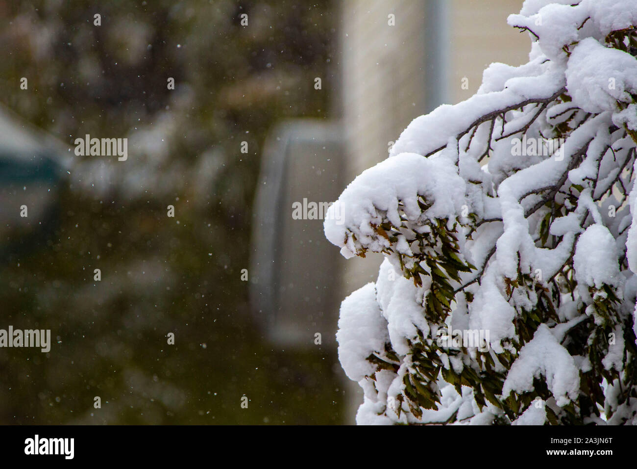 Baum bei Schneefall im Winter Stockfoto