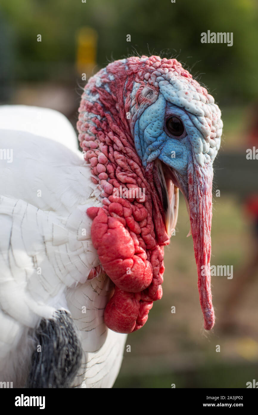 Nahaufnahme der männlichen Türkei mit langen Bart Stockfoto