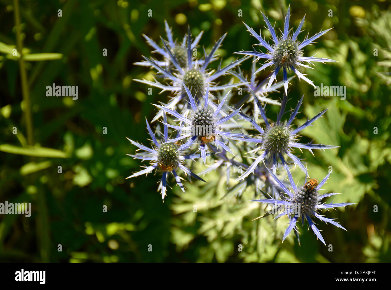 Blue Star Sea Holly, auch Eryngium Alpinum aus New Mexiko Stockfoto