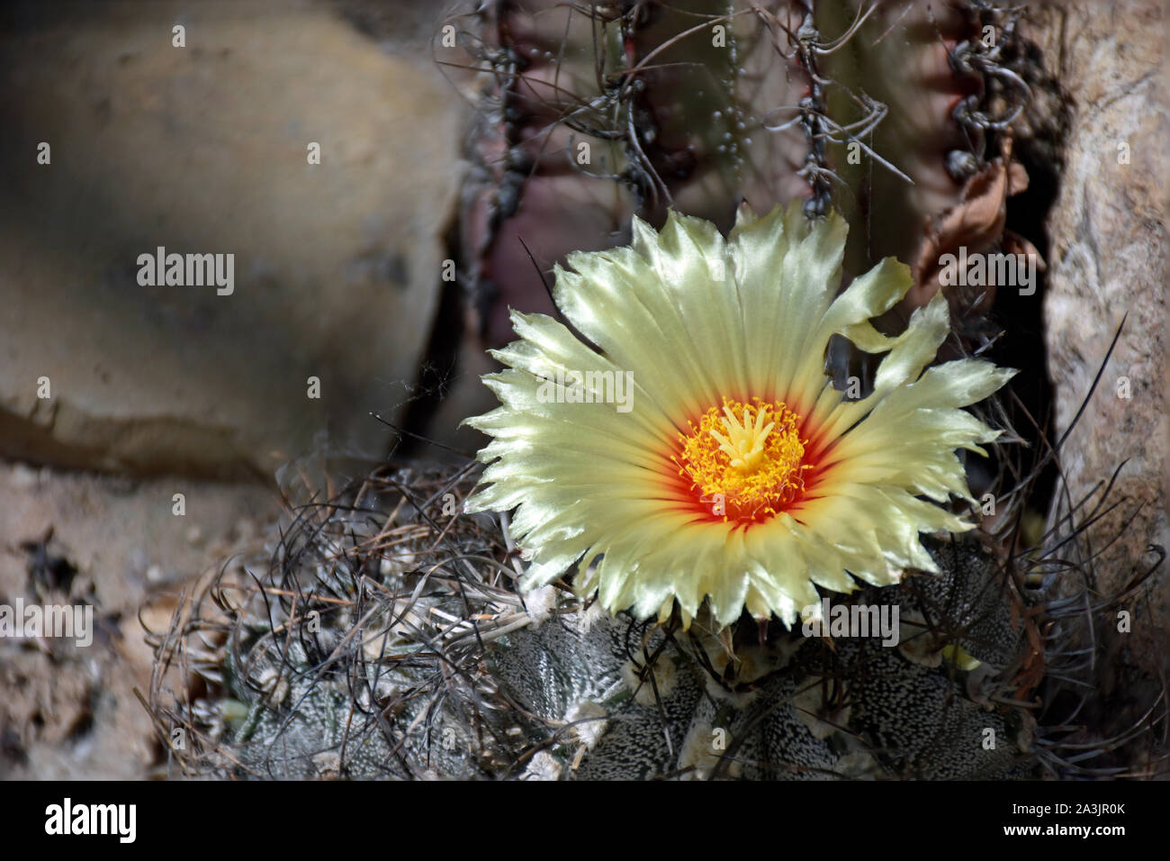 Blühende Astrophytum ornatum oder Bischöfen Kappe von der Zentralen Hochebene von Mexiko Stockfoto