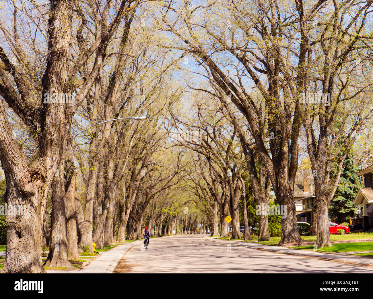 Von Bäumen gesäumten Wohnstraße in Saskatoon, SK Stockfoto