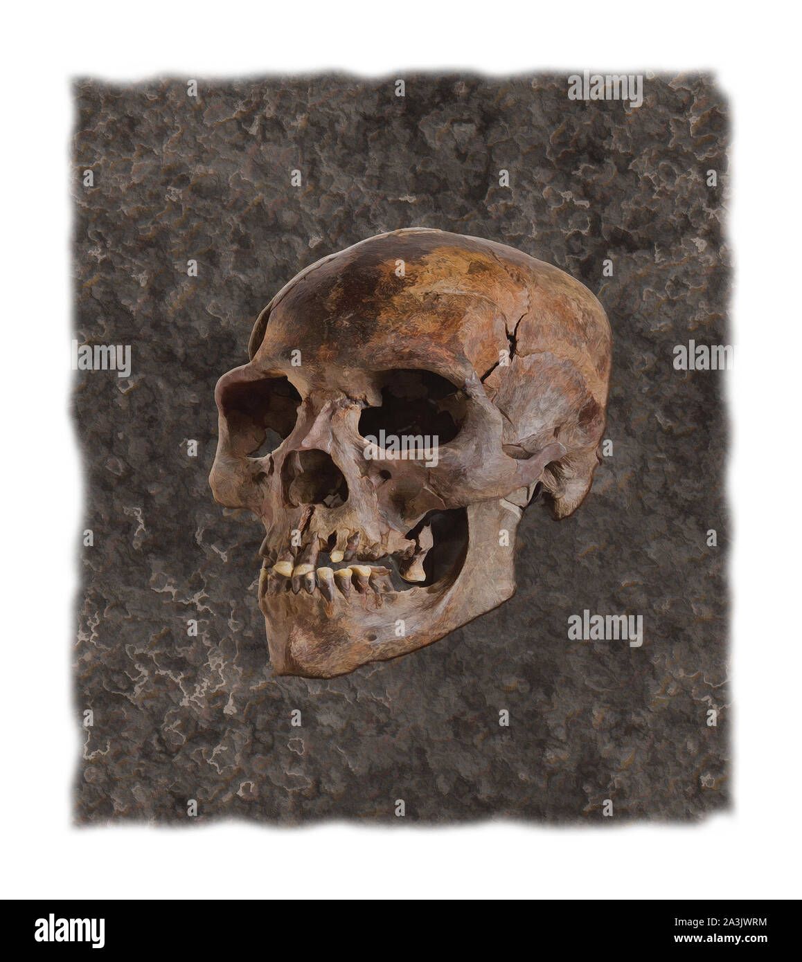 Schädel auf rustikalen Hintergrund Stockfoto