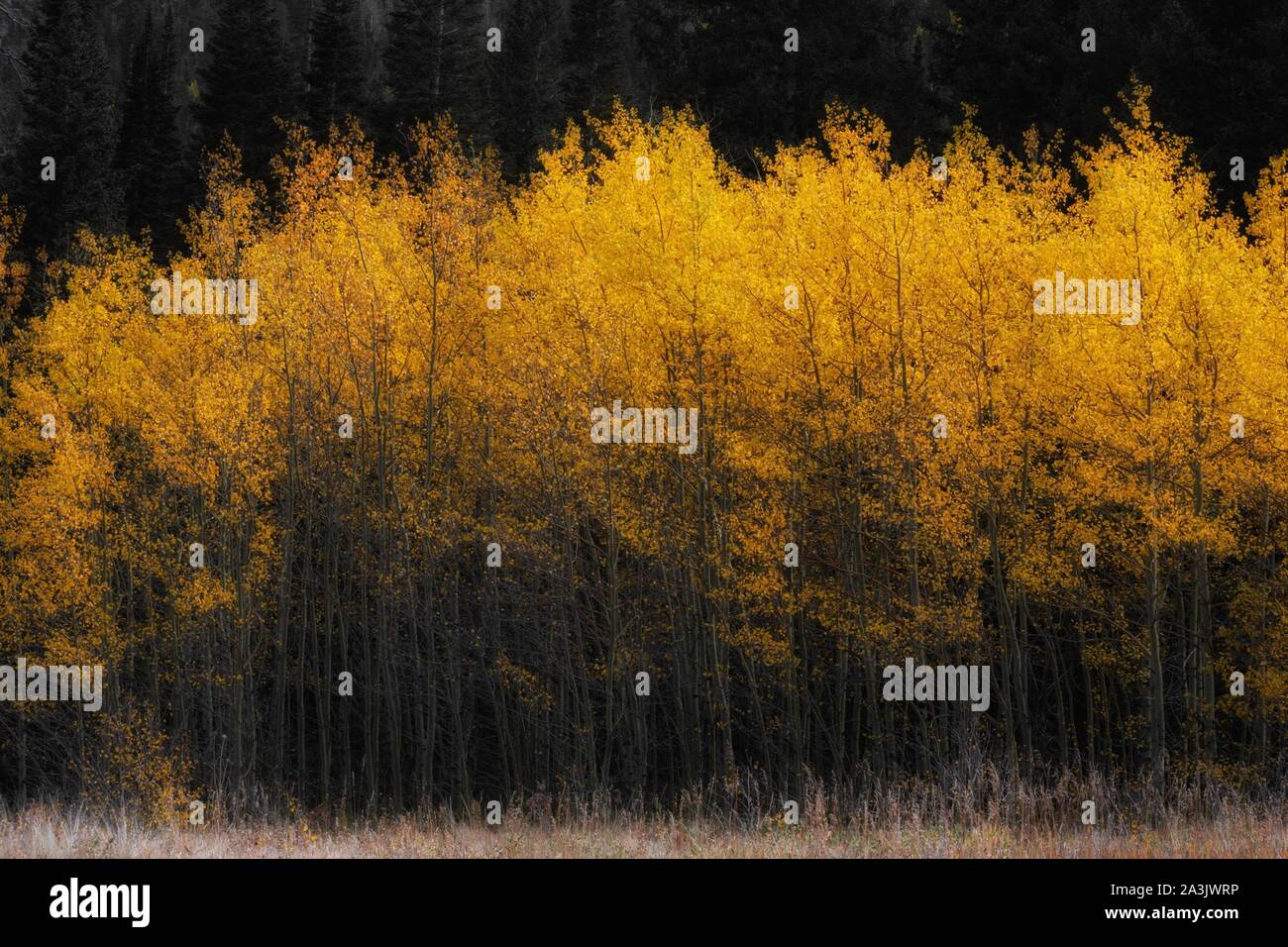 Goldene Herbst-Glow Stockfoto