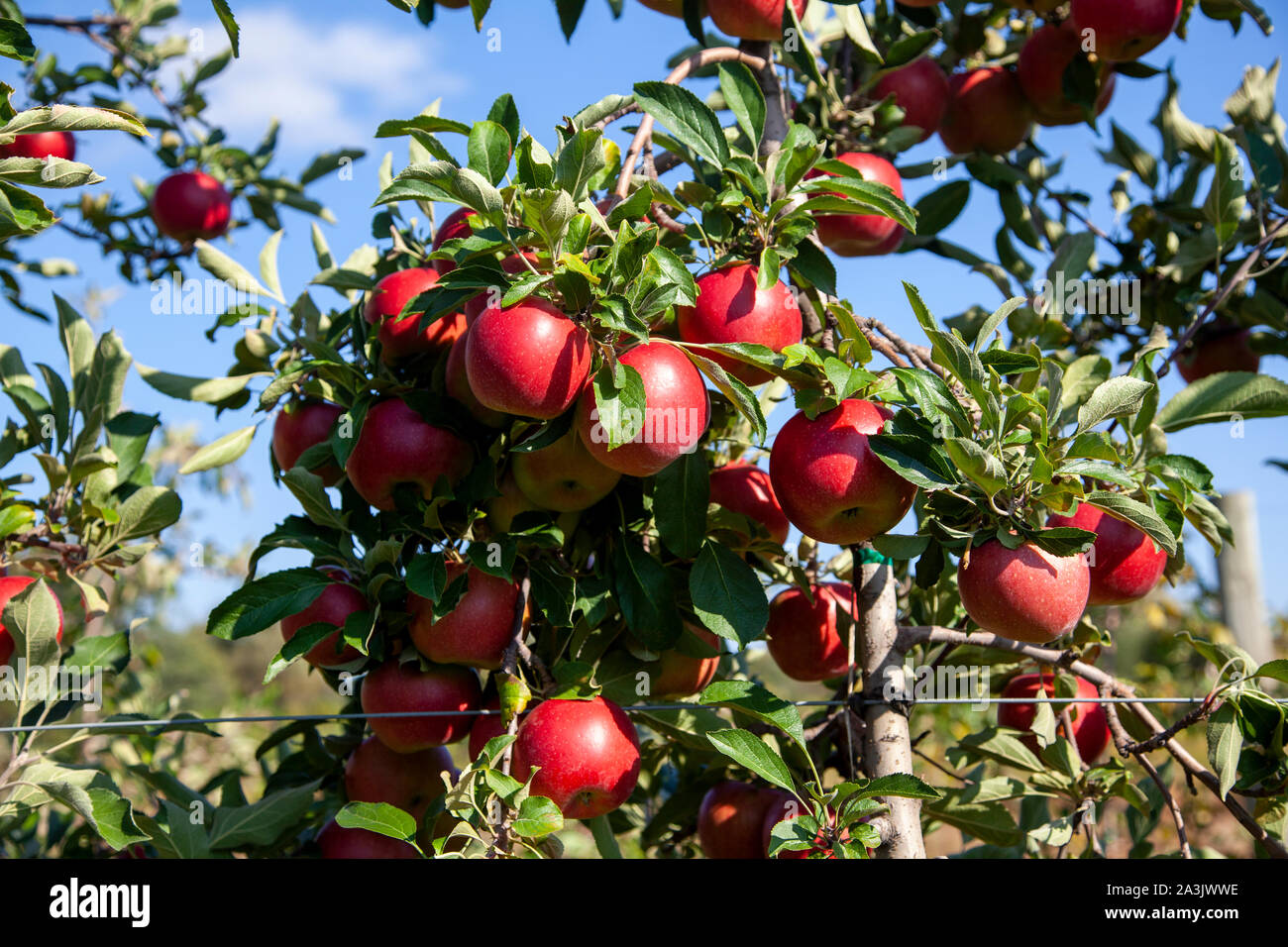 Apfelplantage Stockfoto
