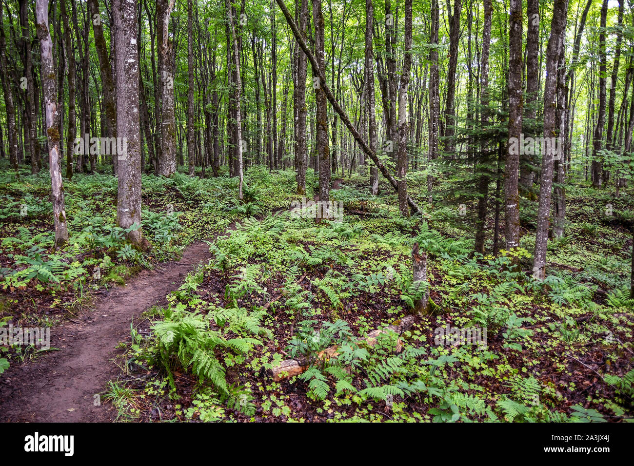 Wandern im Wald im nördlichen Michigan Stockfoto