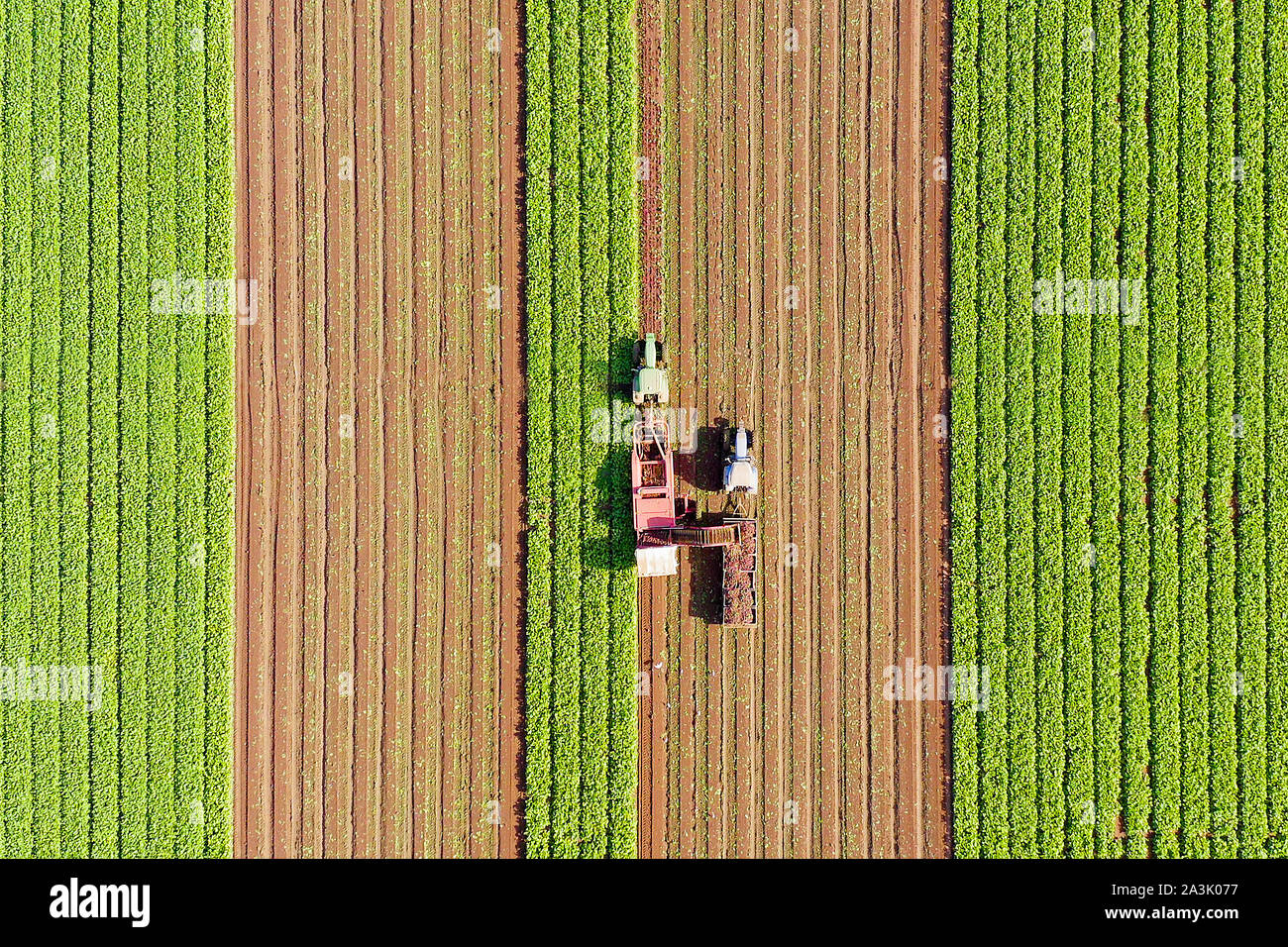 Zuckerrüben Wurzel Ernte, am frühen Morgen Luftbild. Stockfoto