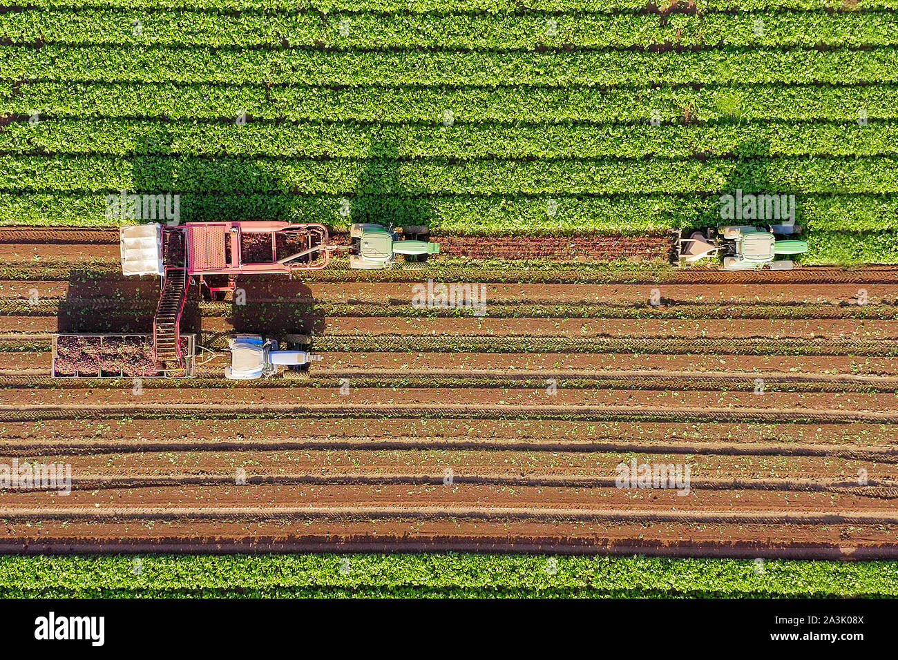 Zuckerrüben Wurzel Ernte, am frühen Morgen Luftbild. Stockfoto