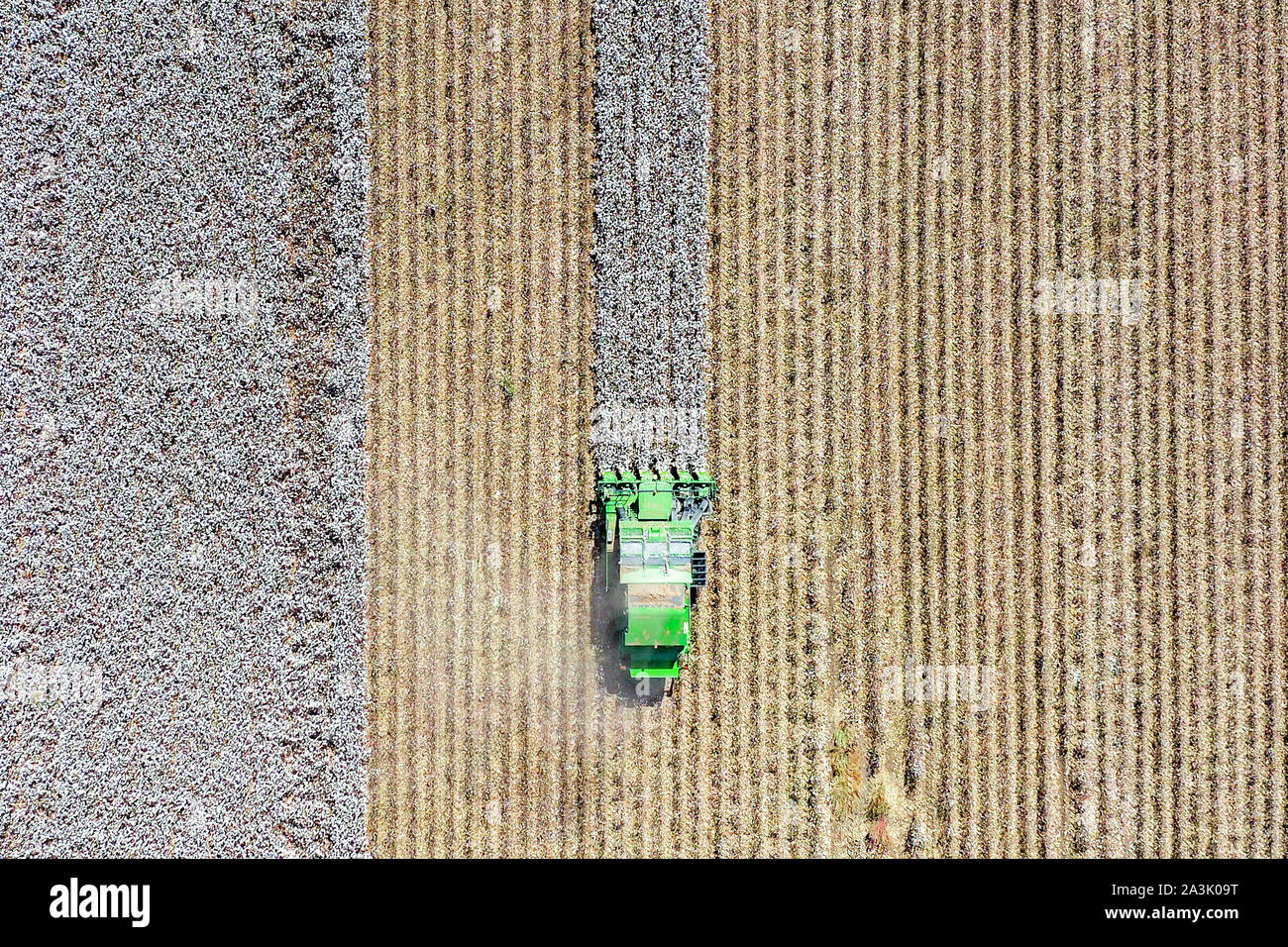 Von oben nach unten Luftbild eines großen Baumwollpflücker Ernte ein Feld. Stockfoto