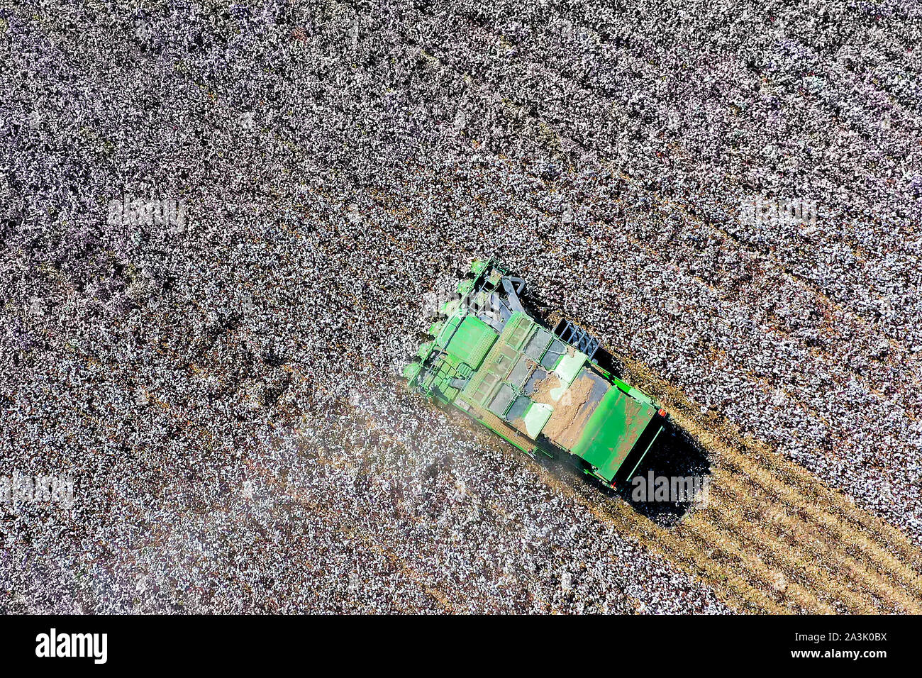 Von oben nach unten Luftbild eines großen Baumwollpflücker Ernte ein Feld. Stockfoto