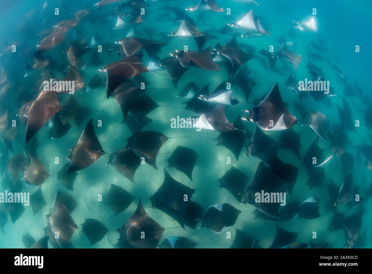 Unterwasser Blick auf eine große Schule von Mobula Rochen, mobula munkiana, im flachen Wasser, Meer von Cortes, Baja California, Mexiko. Stockfoto