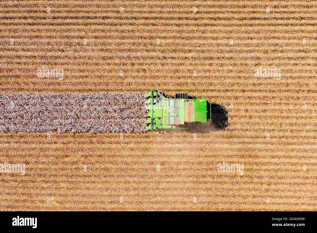 Von oben nach unten Luftbild eines großen Baumwollpflücker Ernte ein Feld. Stockfoto