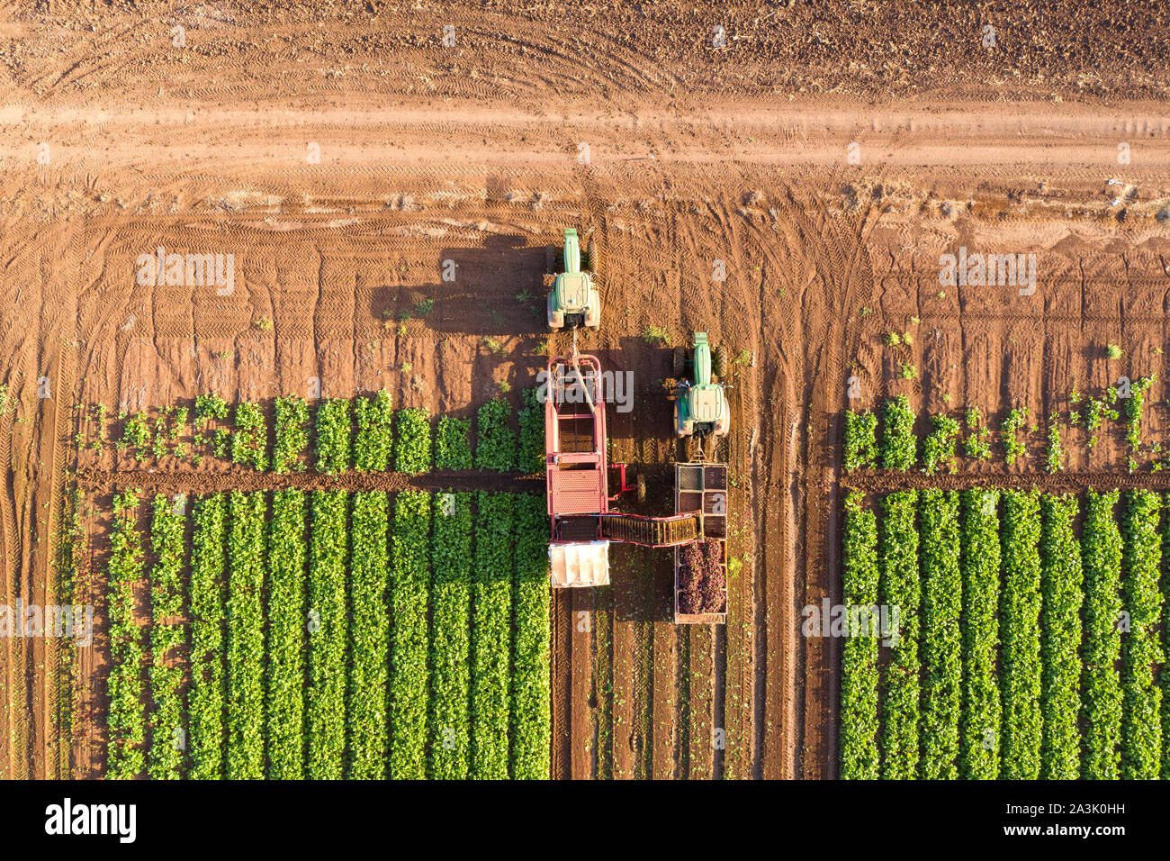 Zuckerrüben Wurzel Ernte, am frühen Morgen Luftbild. Stockfoto