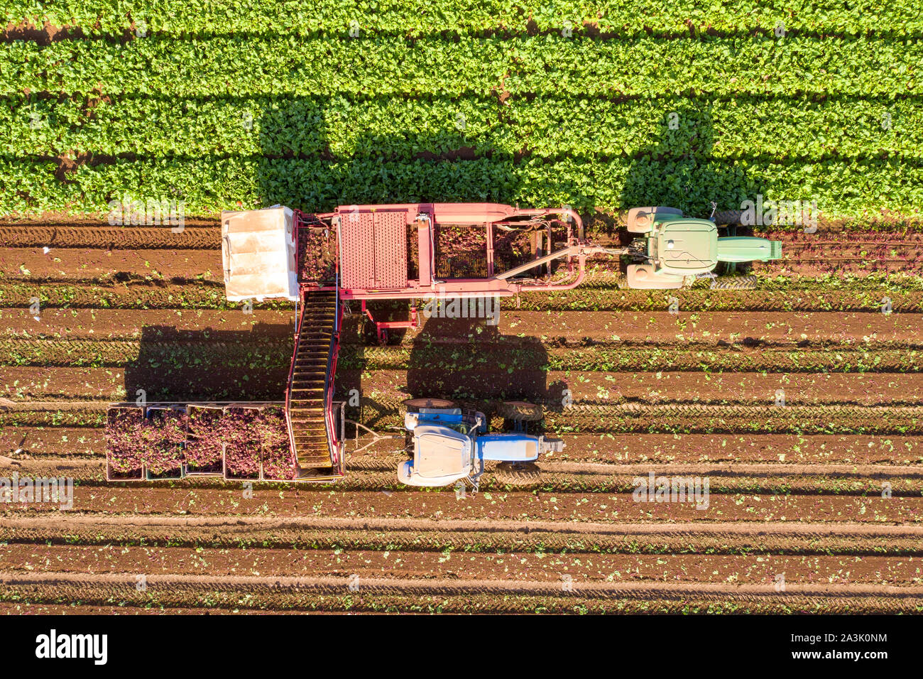 Zuckerrüben Wurzel Ernte, am frühen Morgen Luftbild. Stockfoto