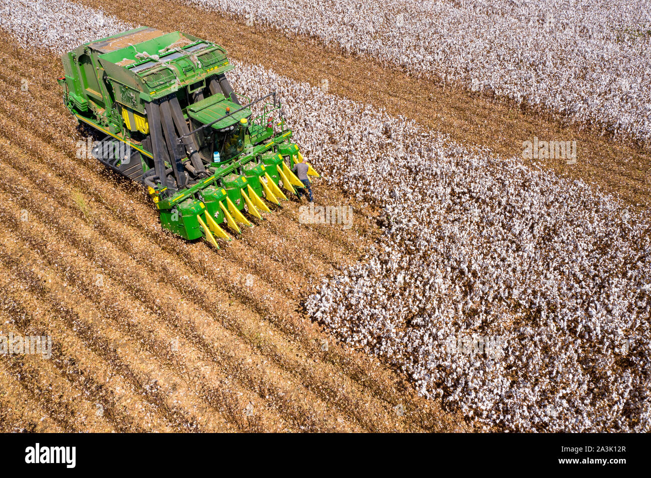 Von oben nach unten Luftbild eines großen Baumwollpflücker Ernte ein Feld. Stockfoto