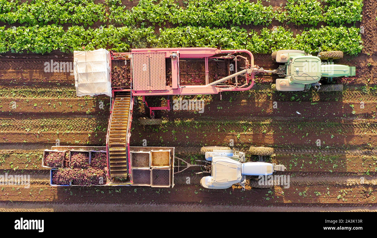 Zuckerrüben Wurzel Ernte, am frühen Morgen Luftbild. Stockfoto