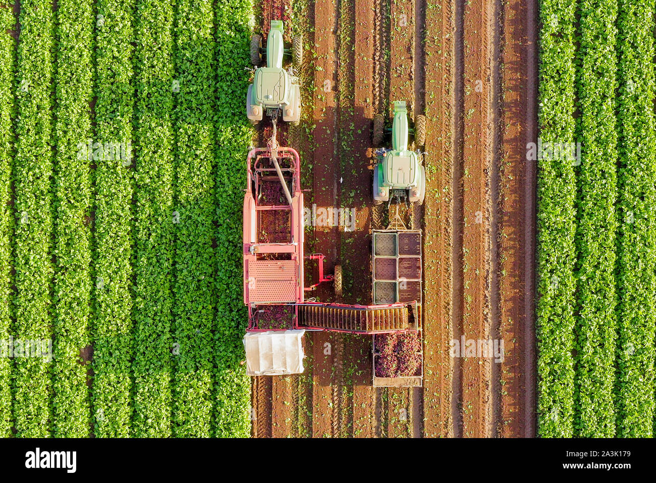 Zuckerrüben Wurzel Ernte, am frühen Morgen Luftbild. Stockfoto