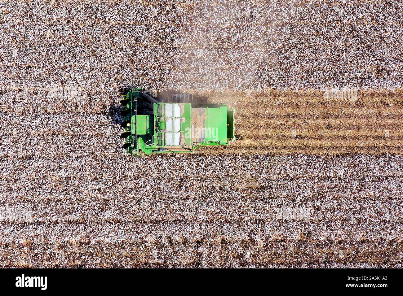 Von oben nach unten Luftbild eines großen Baumwollpflücker Ernte ein Feld. Stockfoto