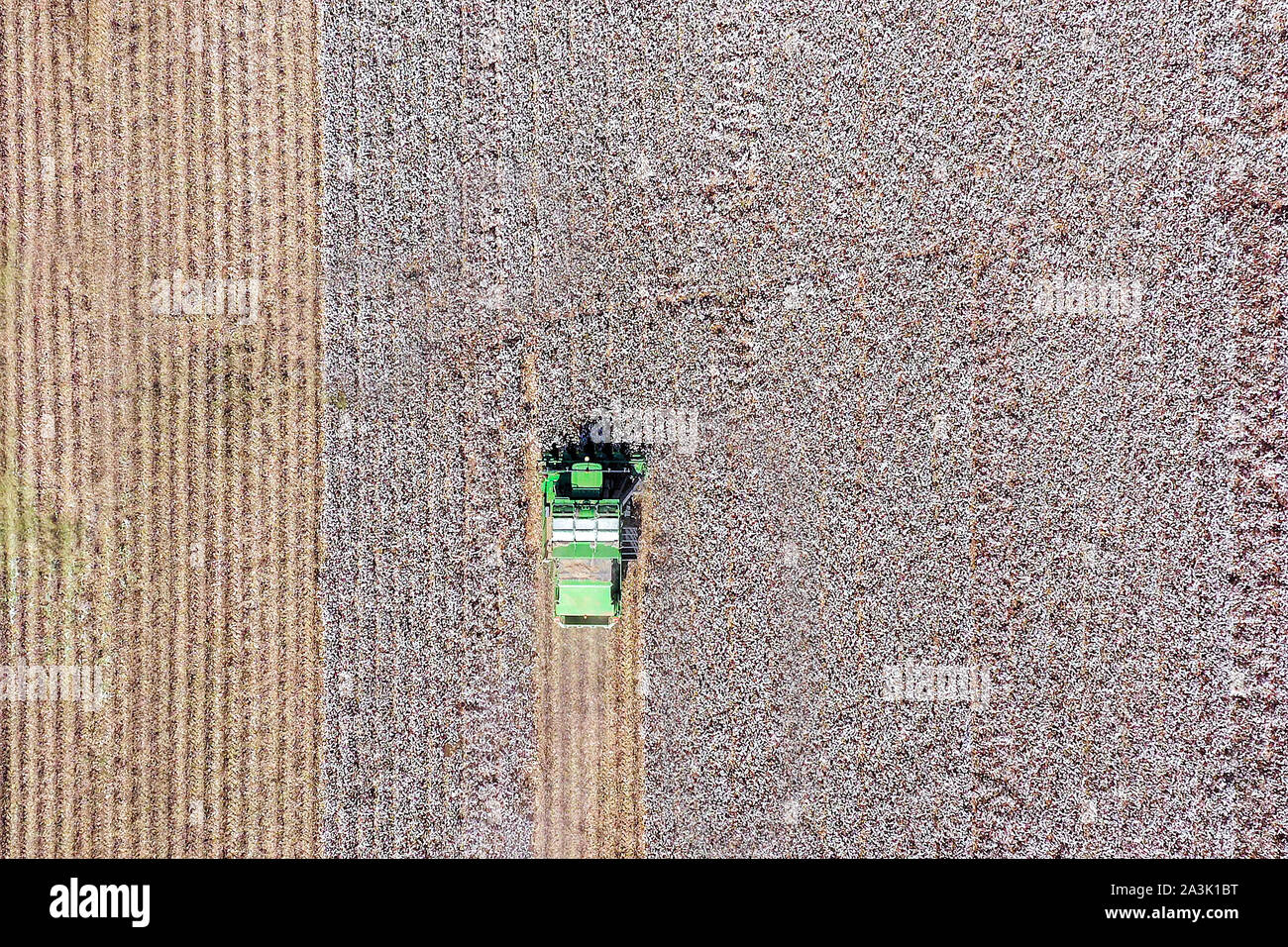 Von oben nach unten Luftbild eines großen Baumwollpflücker Ernte ein Feld. Stockfoto