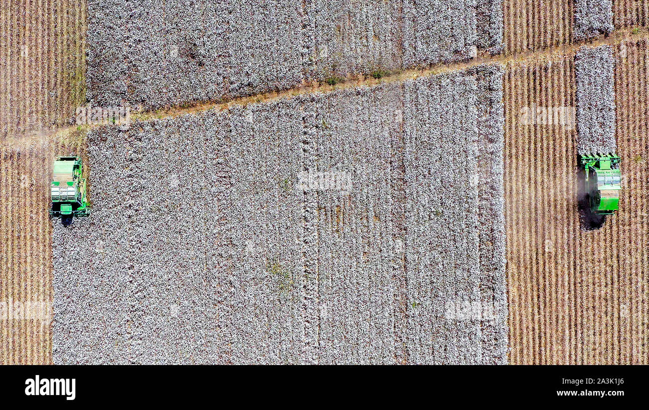 Von oben nach unten Luftbild eines großen Baumwollpflücker Ernte ein Feld. Stockfoto