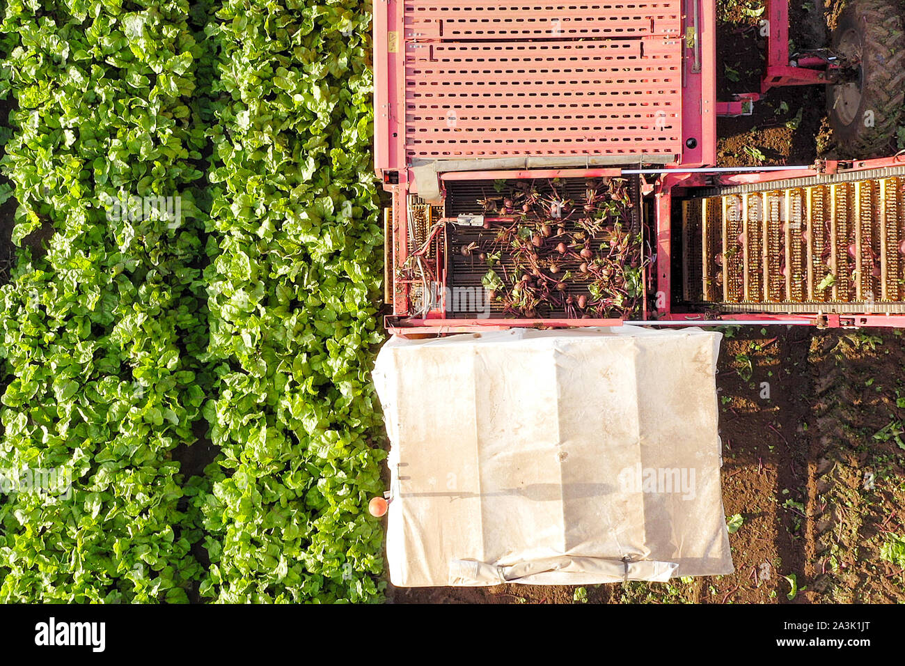 Rübenwurzel Ernteprozess, am frühen Morgen Luftbild. Stockfoto