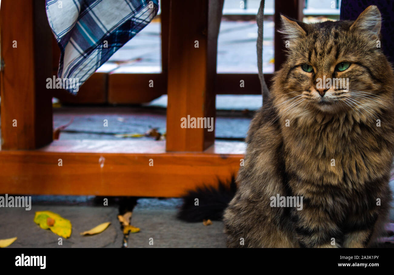 Die Katze sitzt in der Nähe von einem Fenster aus Holz auf einem Stein Laufsteg mit Herbst gelbe Blätter für einen Spaziergang im Herbst Park verstreut. Home pet. Katze und im Herbst. Stockfoto