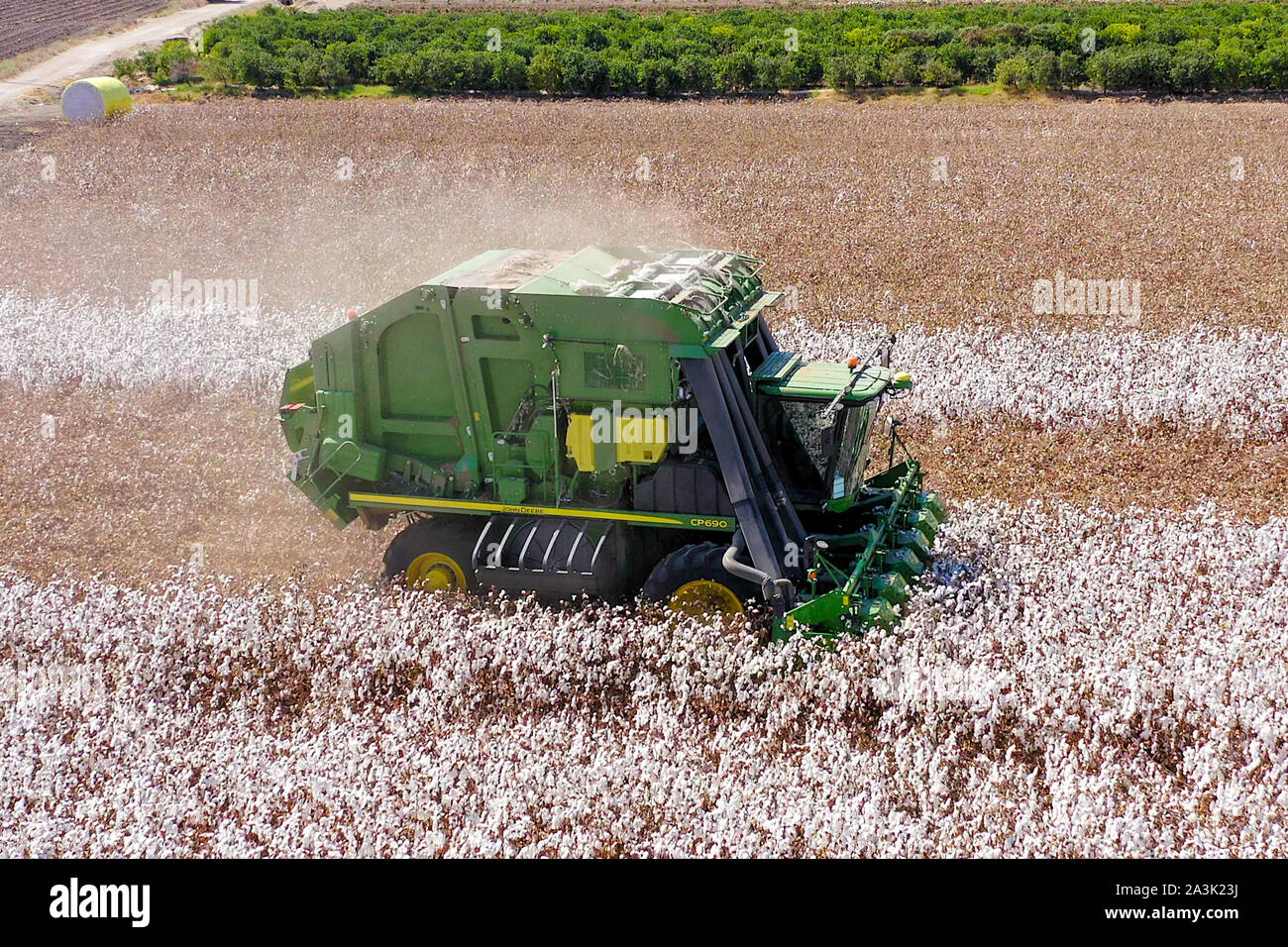Top down Luftaufnahmen eines großen Baumwollpflückers, der ein Feld erntet. Stockfoto