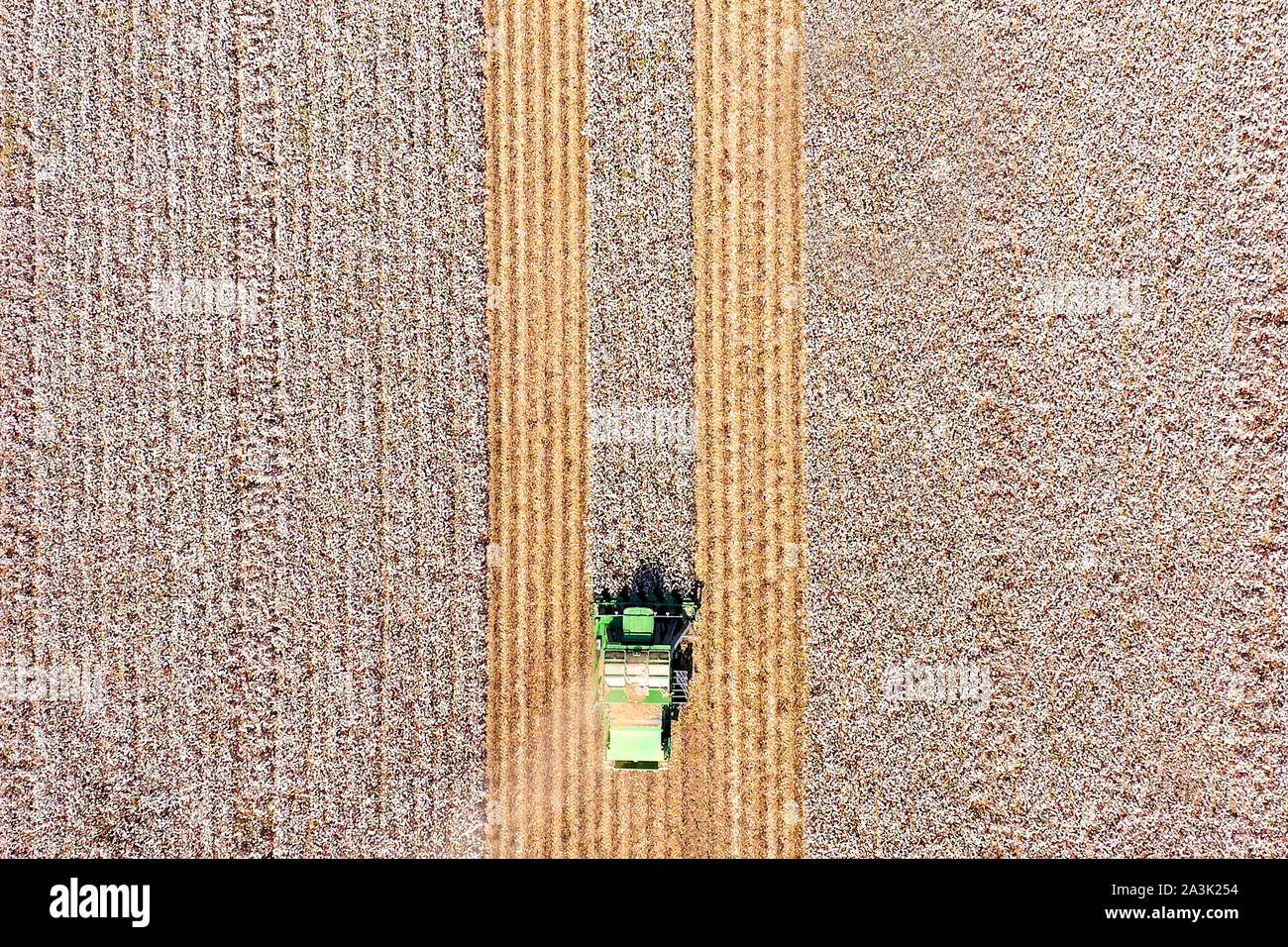 Von oben nach unten Luftbild eines großen Baumwollpflücker Ernte ein Feld. Stockfoto