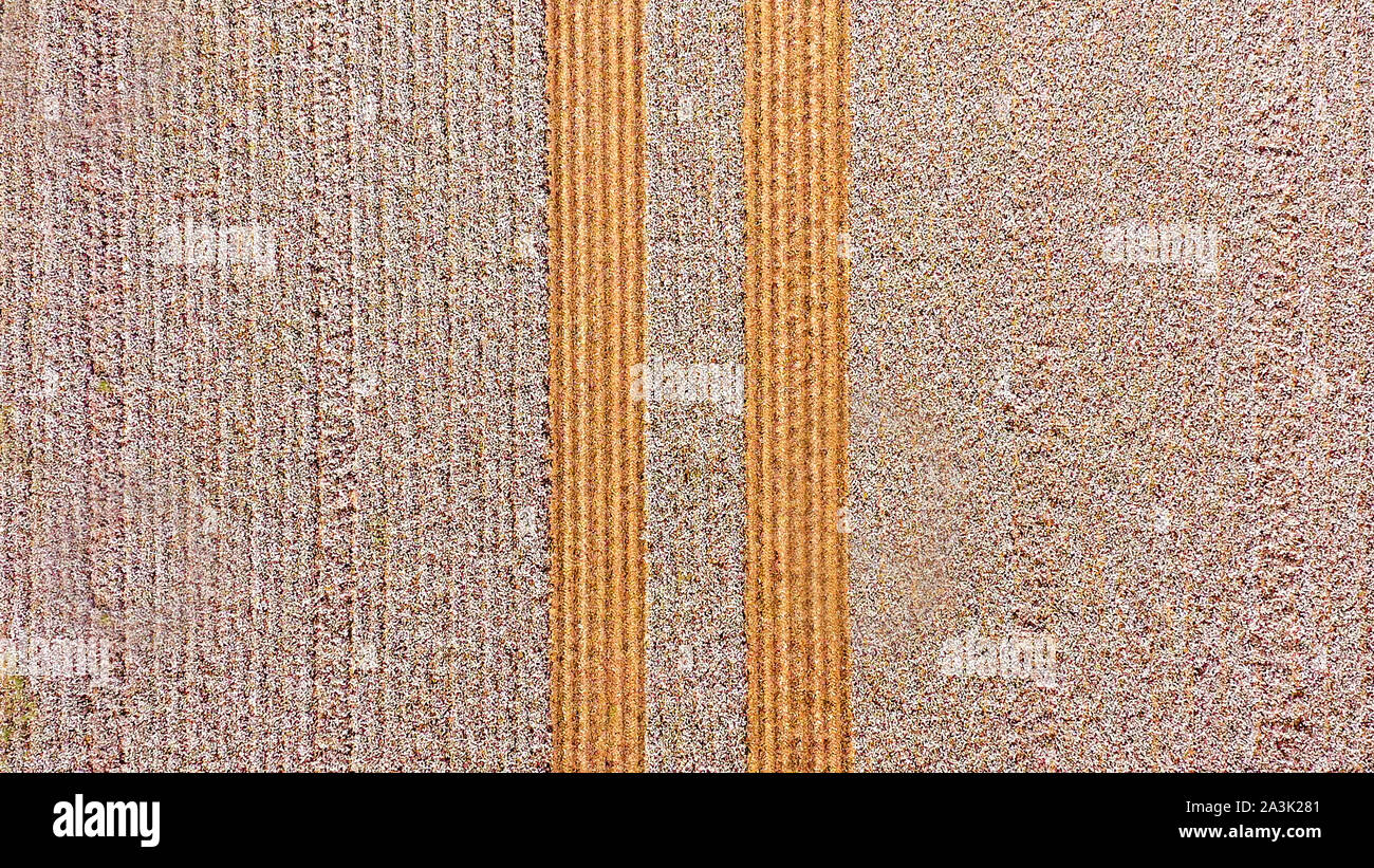 Riesiges Baumwollfeld mit geernteten Reihenmarkierungen, Luftansicht. Stockfoto