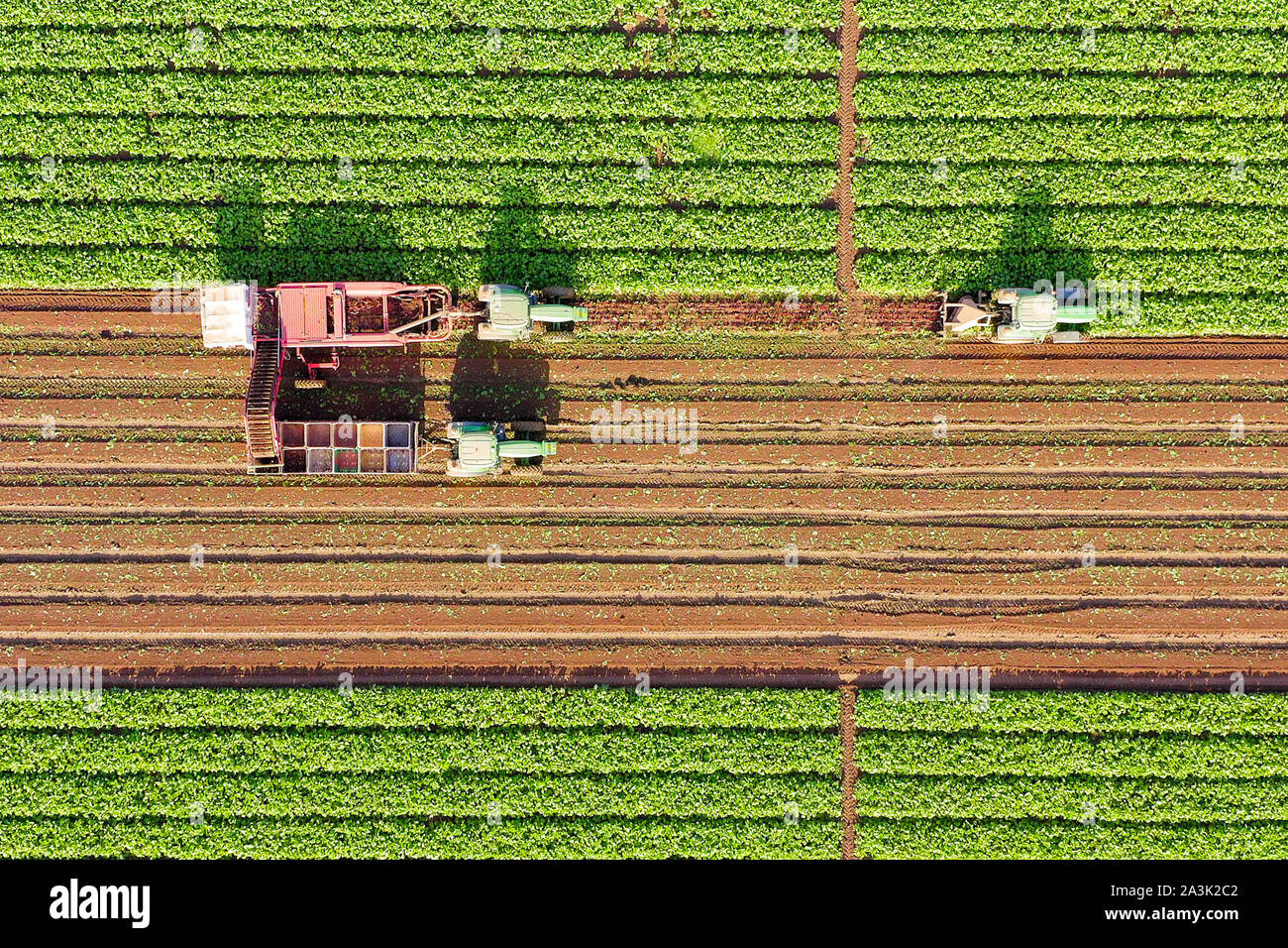 Zuckerrüben Wurzel Ernte, am frühen Morgen Luftbild. Stockfoto
