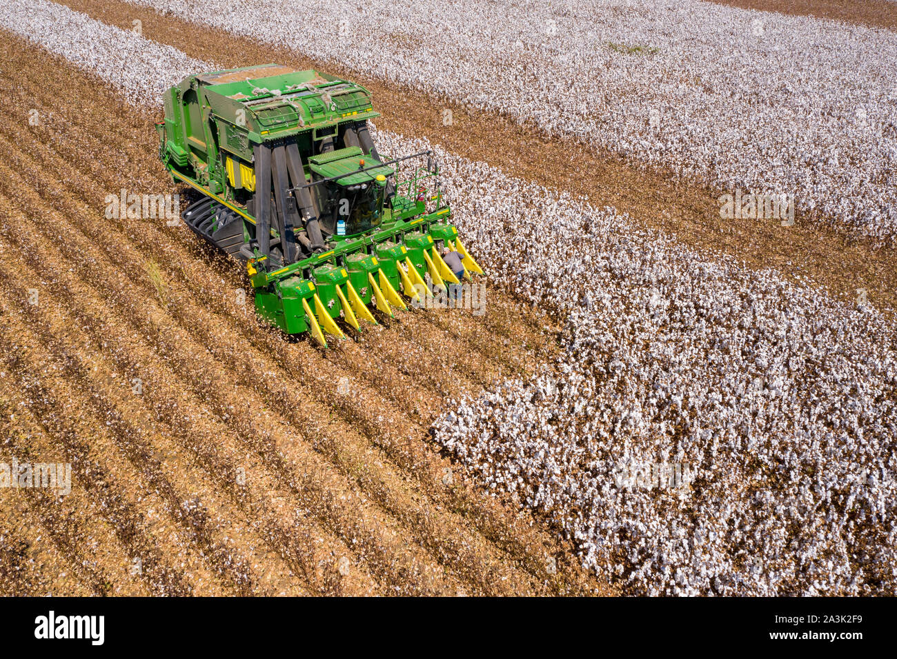 Top down Luftaufnahmen eines großen Baumwollpflückers, der ein Feld erntet. Stockfoto